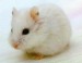 white hamster.jpg
